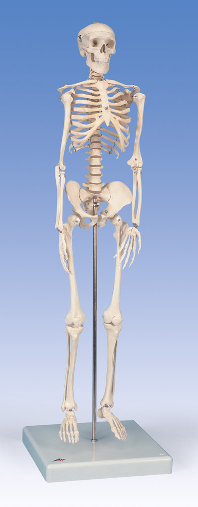 Mini Destop Skeleton
